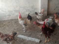 Egg laying hens for sale age 1 year