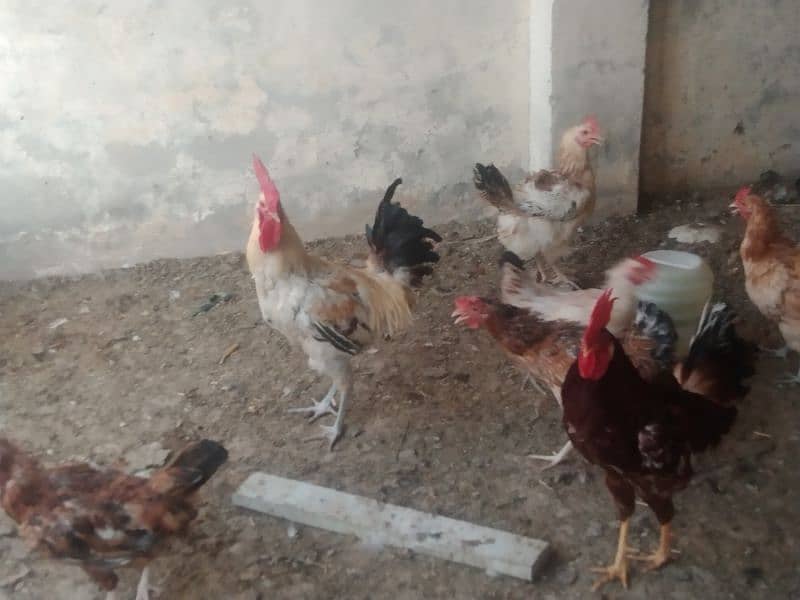Egg laying hens for sale age 1 year 0