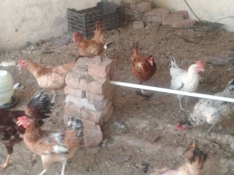 Egg laying hens for sale age 1 year 1