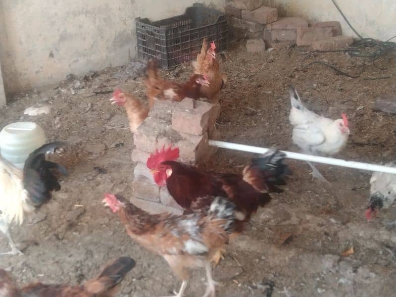 Egg laying hens for sale age 1 year 2