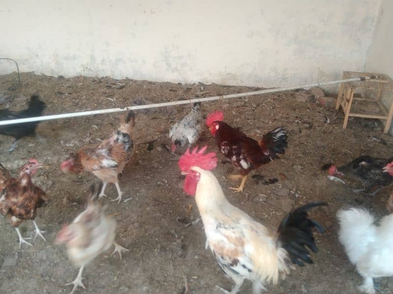 Egg laying hens for sale age 1 year 3