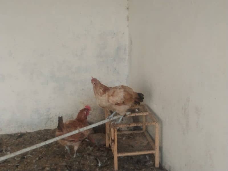 Egg laying hens for sale age 1 year 4