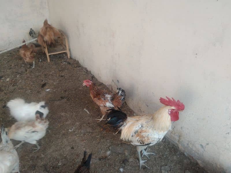 Egg laying hens for sale age 1 year 5