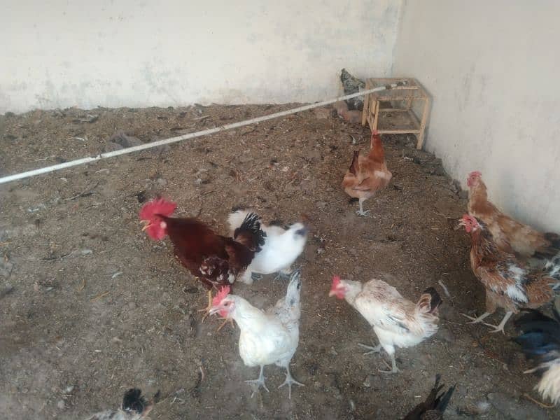 Egg laying hens for sale age 1 year 6