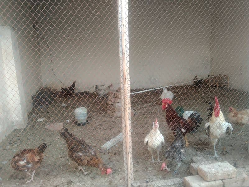 Egg laying hens for sale age 1 year 7