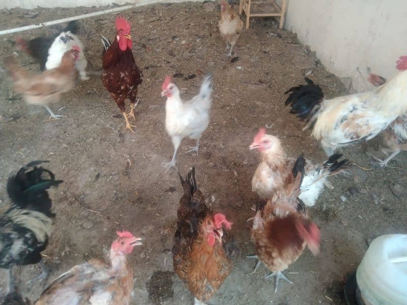 Egg laying hens for sale age 1 year 8