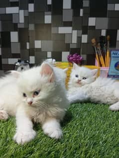 Persian kitten triple coated for sale