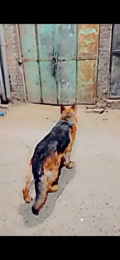 Germanm shepherd high quality Male age  only 18 month 03000950164