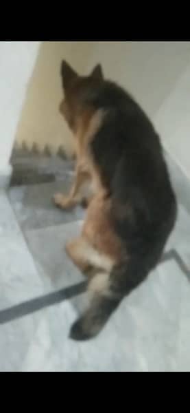 Germanm shepherd high quality Male age  only 18 month 03000950164 4