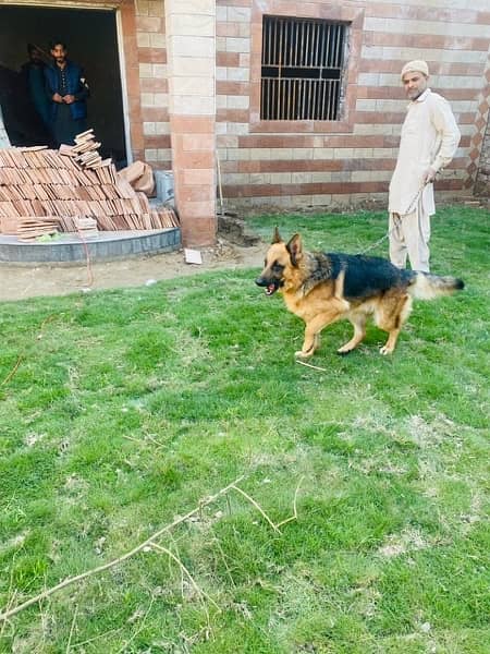 Germanm shepherd high quality Male age  only 18 month 03000950164 5