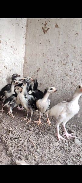 ASEEL Lassani chicks 1