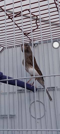 Canary with cage (0333-7940701)