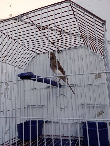 Canary with cage (0333-7940701) 2