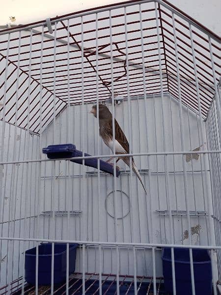 Canary with cage (0333-7940701) 3