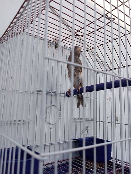 Canary with cage (0333-7940701) 4