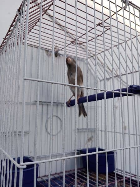 Canary with cage (0333-7940701) 5