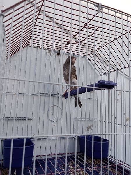 Canary with cage (0333-7940701) 6