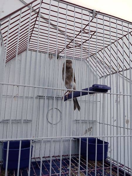 Canary with cage (0333-7940701) 7