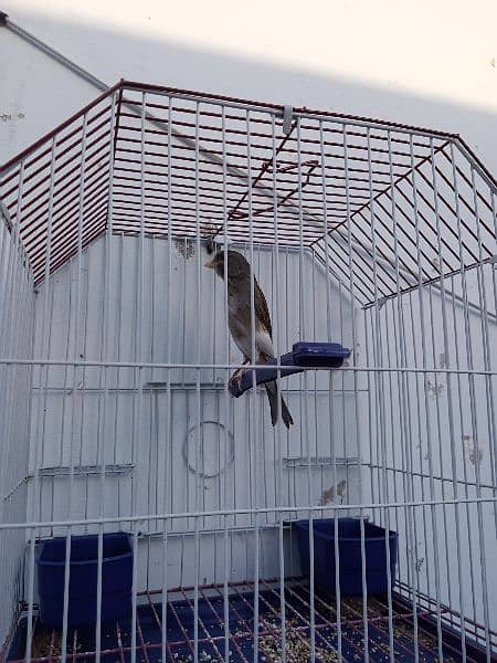 Canary with cage (0333-7940701) 8