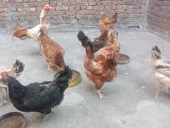 Pure Desi Egg laying Hens for Sale