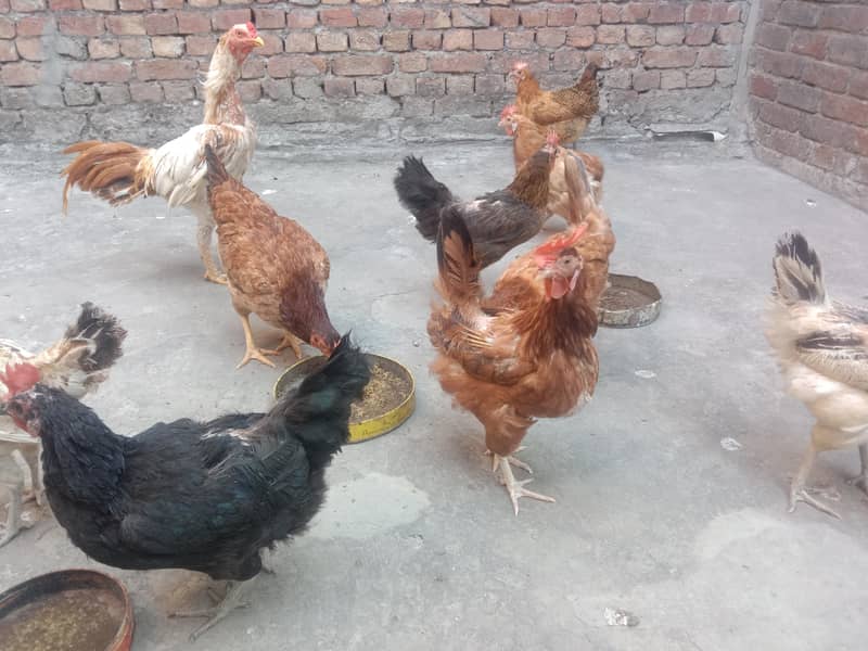 Pure Desi Hens for Sale 5