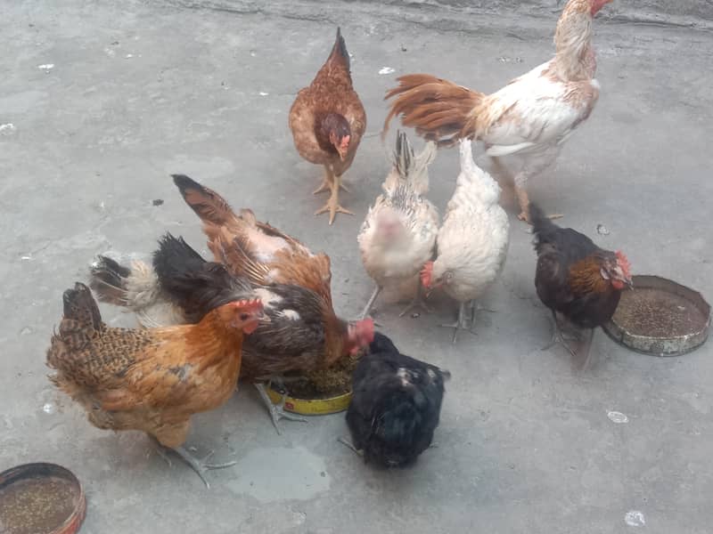 Pure Desi Egg laying Hens for Sale 1