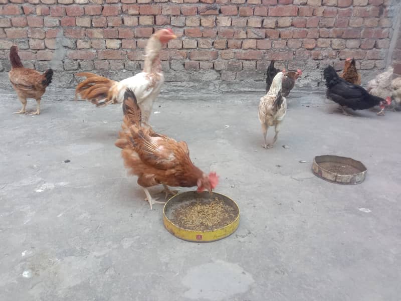 Pure Desi Egg laying Hens for Sale 2