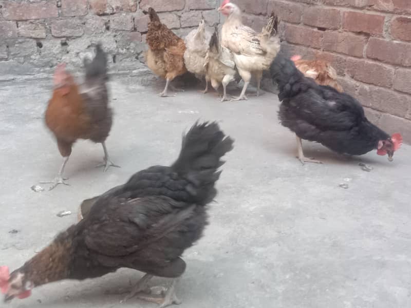 Pure Desi Egg laying Hens for Sale 3