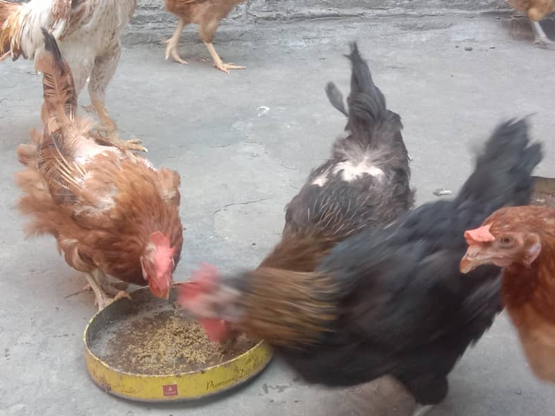 Pure Desi Hens for Sale 2
