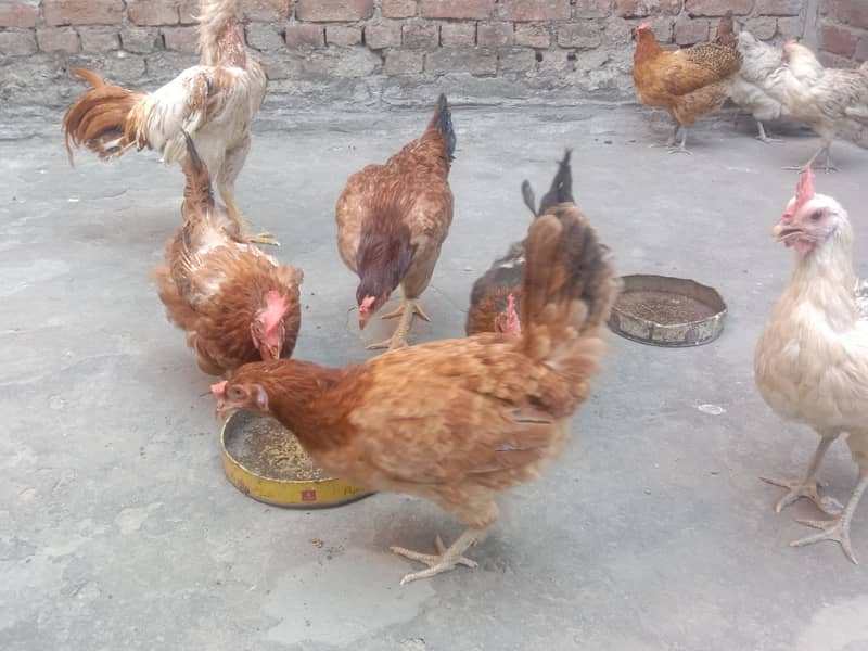 Pure Desi Hens for Sale 4