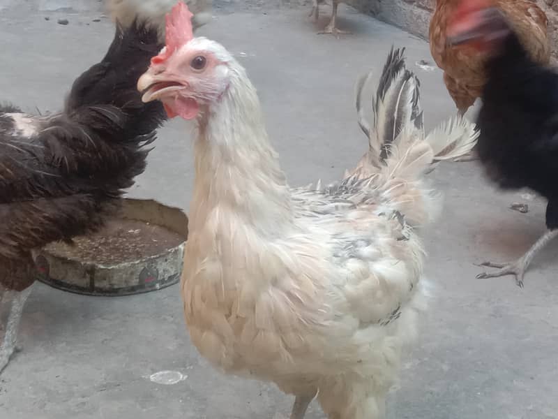 Pure Desi Egg laying Hens for Sale 6