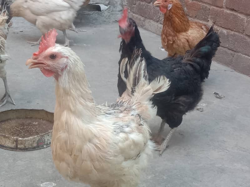 Pure Desi Egg laying Hens for Sale 7