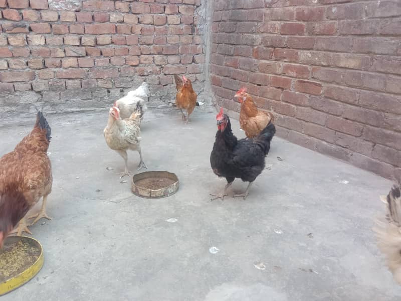 Pure Desi Egg laying Hens for Sale 8