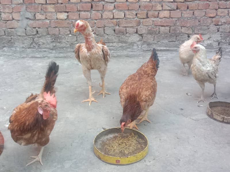 Pure Desi Egg laying Hens for Sale 9