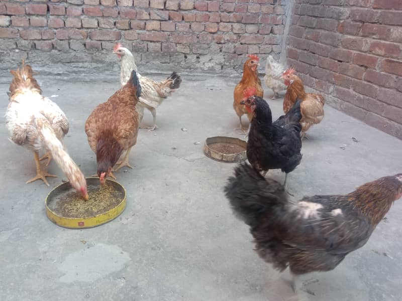 Pure Desi Hens for Sale 8