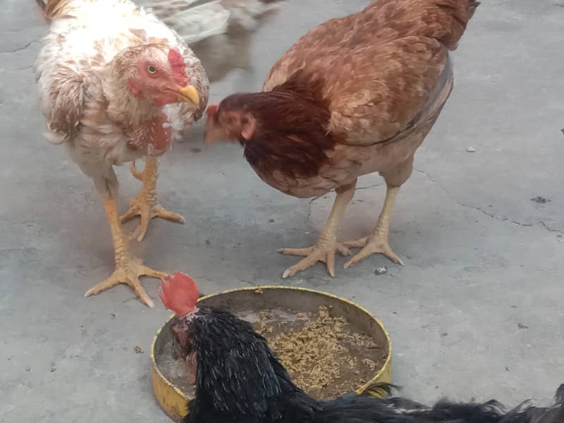 Pure Desi Hens for Sale 5