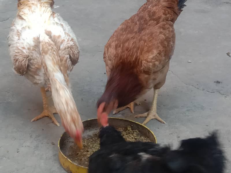 Pure Desi Hens for Sale 10
