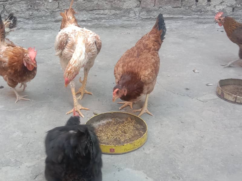 Pure Desi Hens for Sale 11