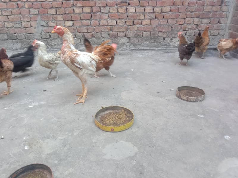 Pure Desi Egg laying Hens for Sale 14