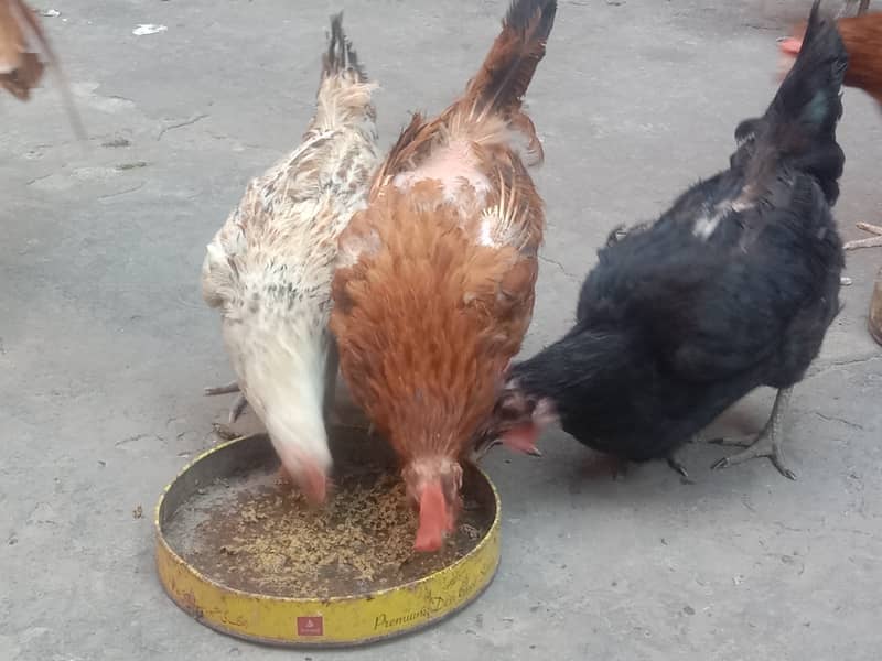Pure Desi Egg laying Hens for Sale 15