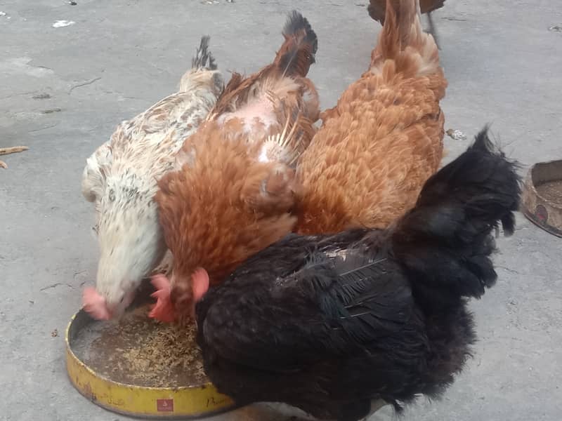 Pure Desi Egg laying Hens for Sale 16