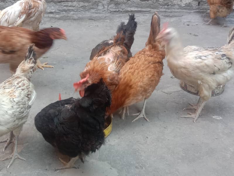 Pure Desi Egg laying Hens for Sale 17