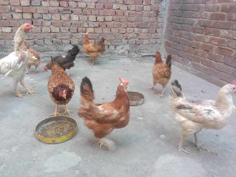 Pure Desi Hens for Sale 14