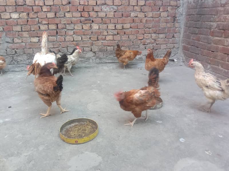 Pure Desi Egg laying Hens for Sale 19