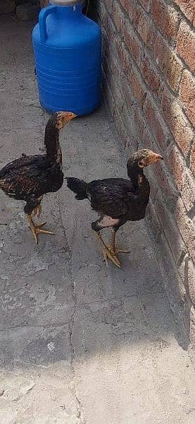 aseel chicks for sale in lahore age 3 month each 2k 2