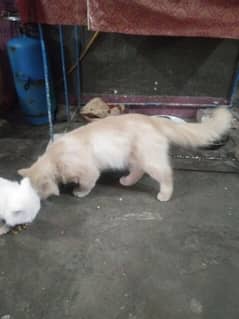 light brown colour Home trand Cate mail  for sale