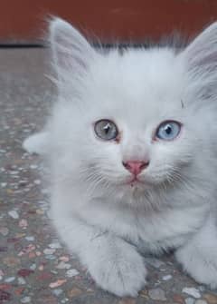 Persian cat baby white