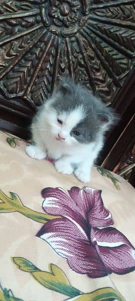 Persian cat Punch face triple code Blue Eyes 1 month 1 month 1 month 1