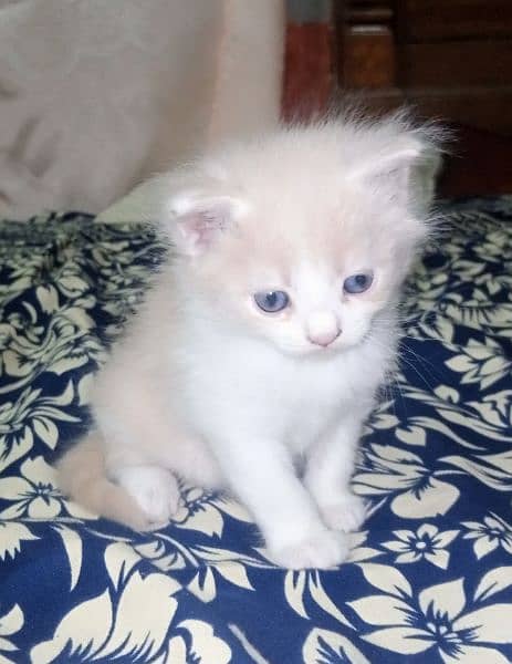 Persian cat Punch face triple code Blue Eyes 1 month 1 month 1 month 2