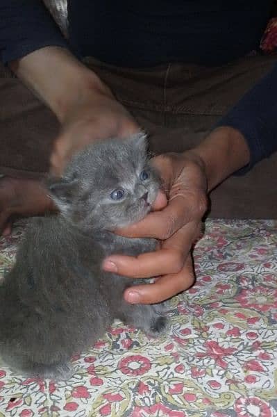 Persian cat Punch face triple code Blue Eyes 1 month 1 month 1 month 3